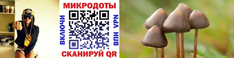 Галлюциногенные грибы Psilocybe  Беломорск 
